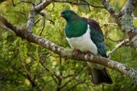 Holub maorsky - Hemiphaga novaeseelandiae - New Zealand pigeon - kereru 1869